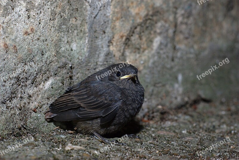 Bird Nature Animal World Animal Small