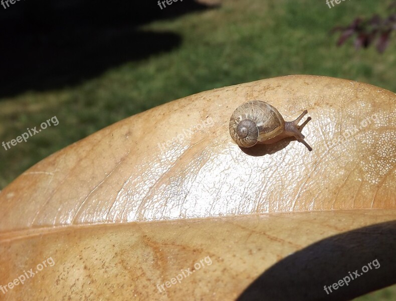 Invertebrate Nature Gastropod Slow Snail