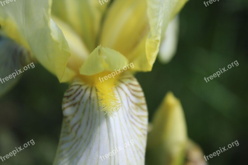 Flower Flora Nature Garden Color