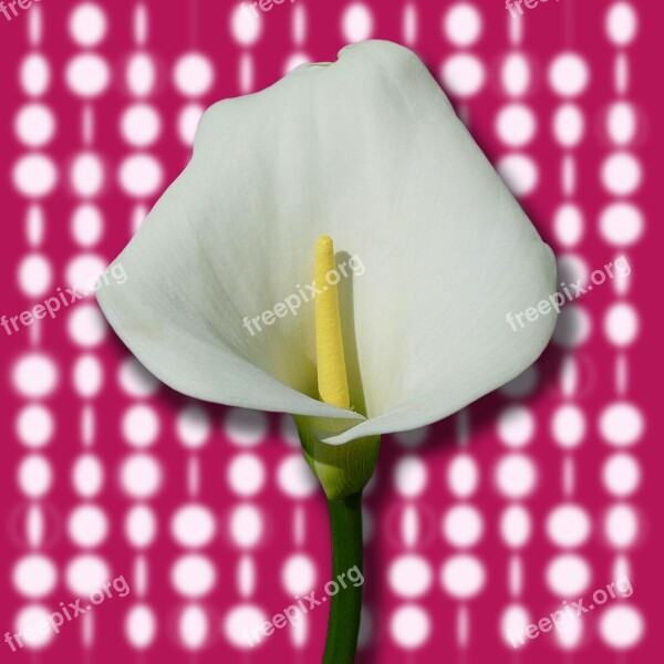 Plant Cala Flower Flowers White