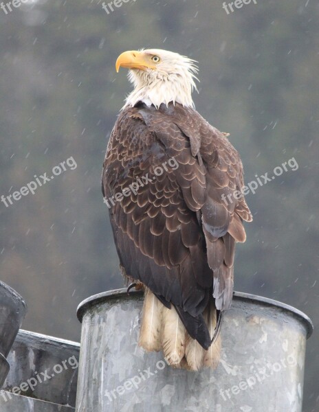 Eagle Raptor Bird Wildlife Nature