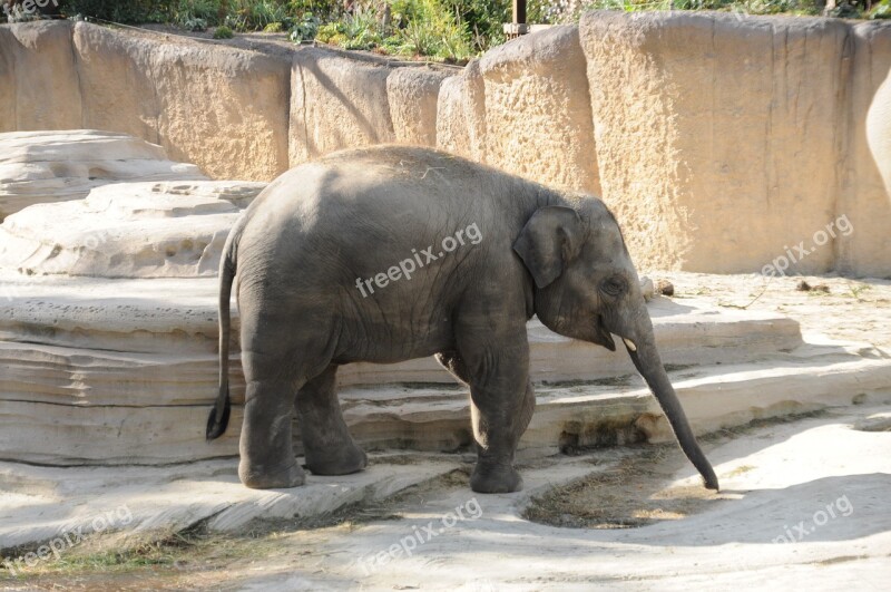 Nature Travel Mammal Animal World Elephant