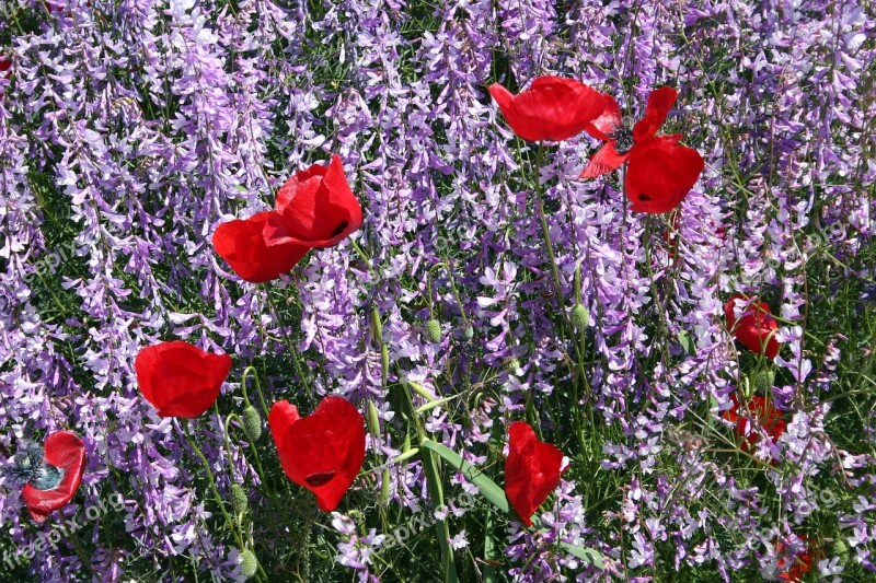 Troy Turkey Poppy Plant Nature