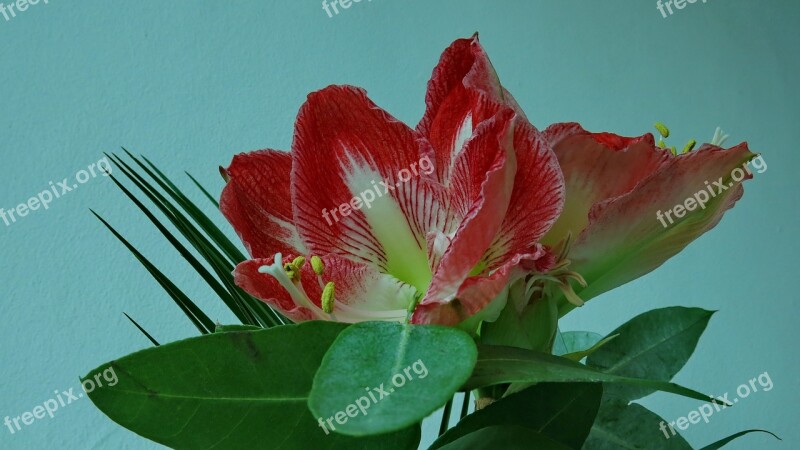 Knights Star Amaryllis Red Blossom Flower Nature