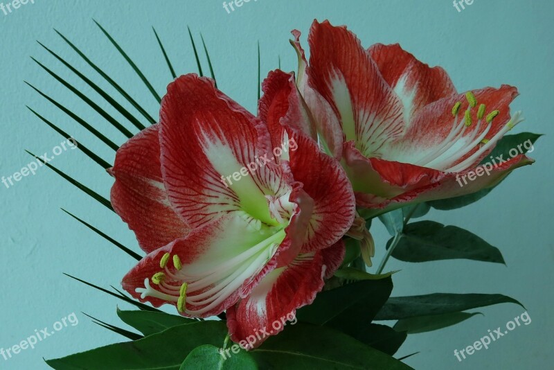 Knights Star Amaryllis Flower Nature Red