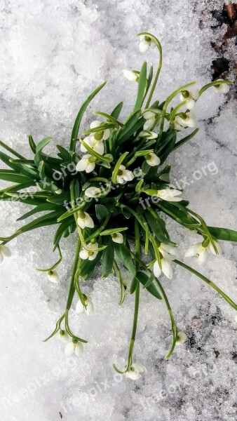 Snowdrops Spring Free Photos