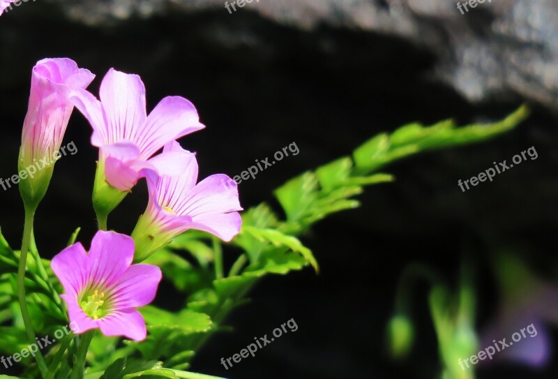 Shamrock Hong Kong Clover Wild Flowers Wild