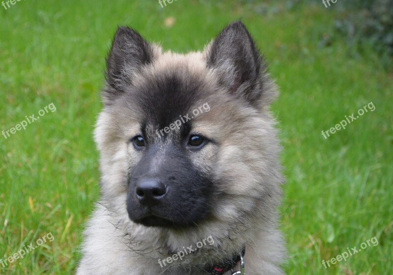 Dog Dog Christmas Blue Canine Dog Eurasier Mammal