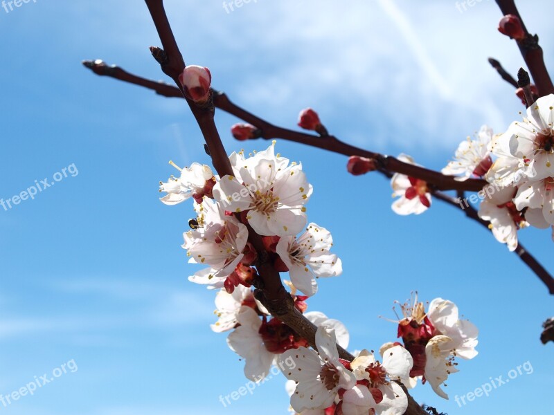 Branch Cherry Wood Tree Flower Free Photos