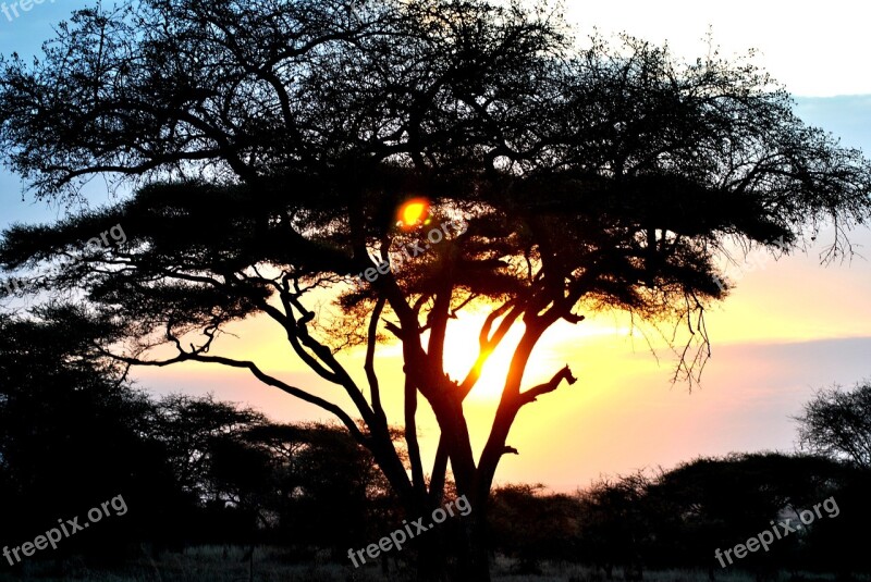 Tree Nature Dawn Sunset Outdoors