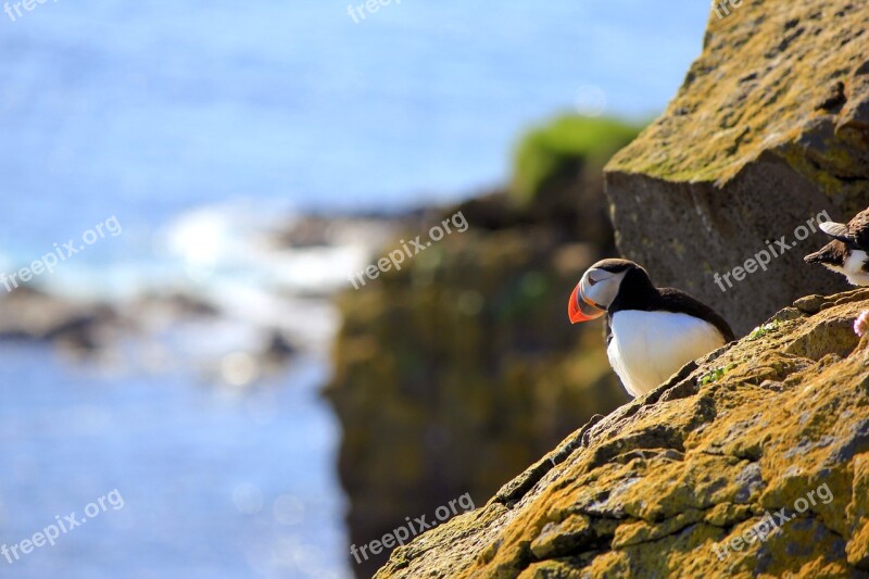 Nature Body Of Water Outdoor Bird Roche