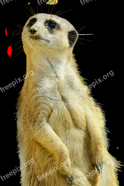 Meerkat Isolated Zoo Nature Curious