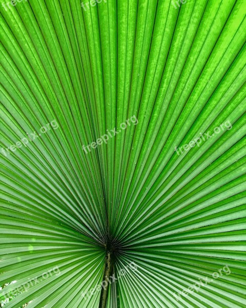 Leaf Tropical Summer Plant Palm