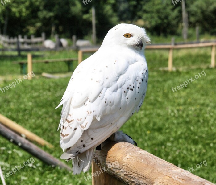 Bird Nature Animal World Animal Feather