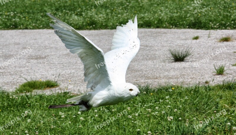 Nature Bird Grass Summer Freedom