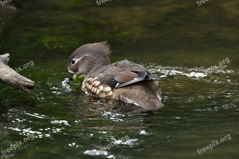 Wild Animals Bird Waters Duck Natural