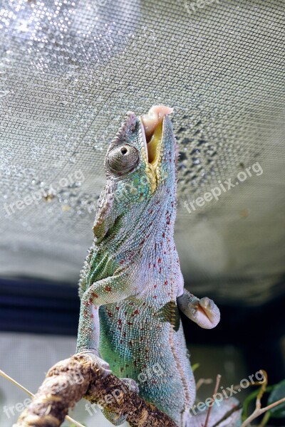 Chameleon Chameleon Tongue Head Close Up Tropical