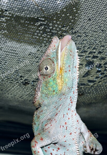 Panther Chameleon Drink Close Up Chameleon Reptile