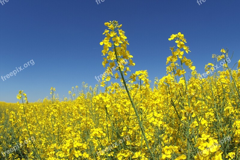 Agriculture Field Flower Nature Crop