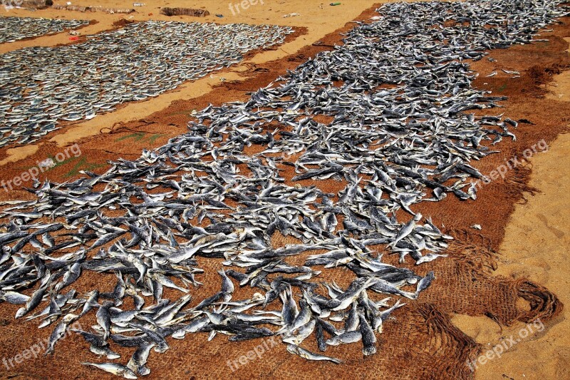 Fish Drying Dry Nature Sand