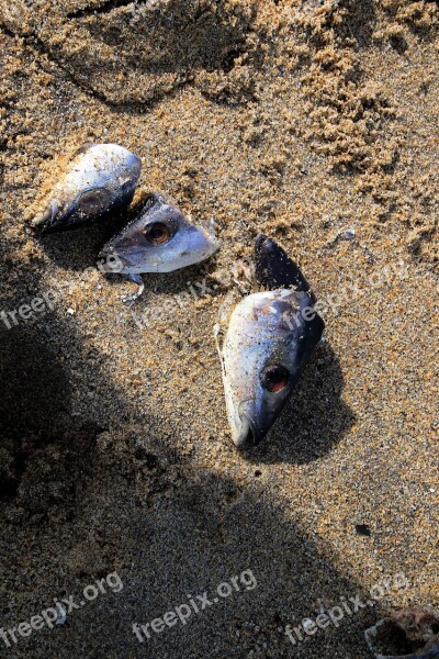 The Remains Fish Sand Nature Beach