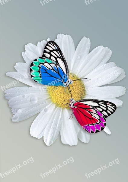 Daisy Butterfly Insect Animal Butterfy