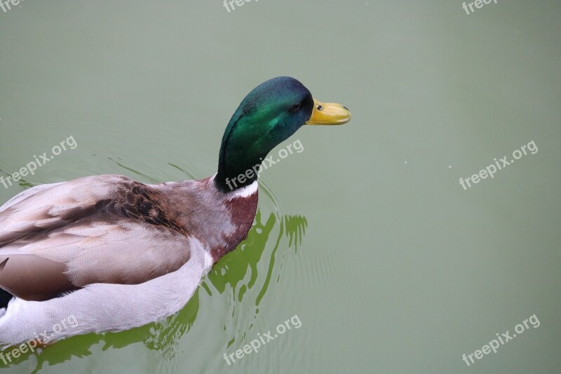 Birds Duck Wildlife Nature Wildfowl Of