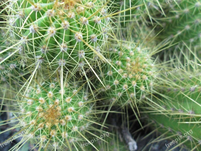 Cactus Spine Nature Sharp Flora