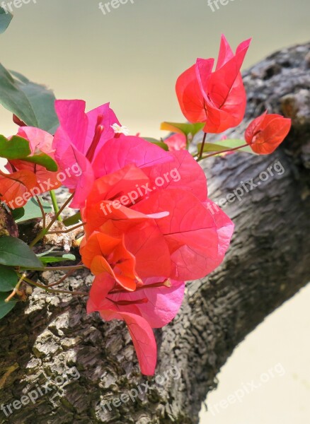 Leaves Flowers Bougainvillea Bougainvillea Azalea Mao Bao Towel South American Purple Jasmine