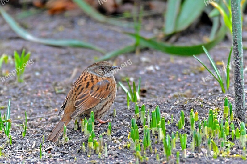 Dunnock Nature Animal World Free Photos