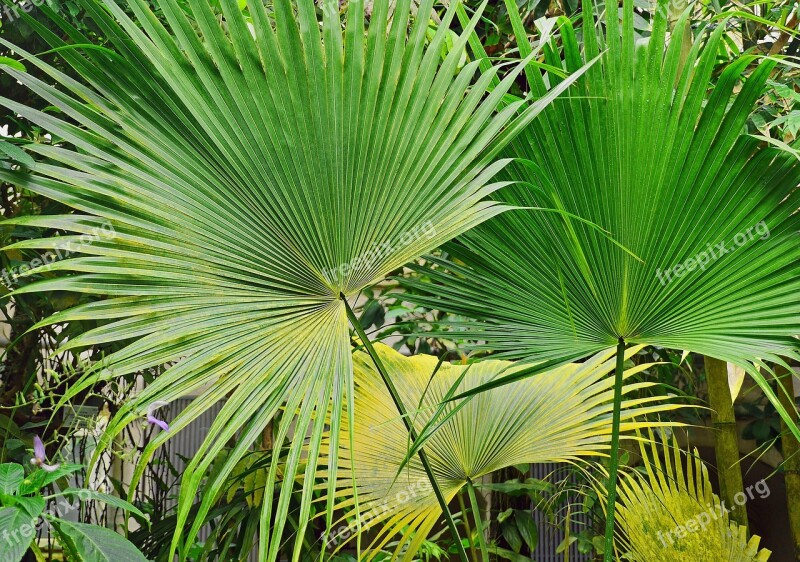 In The Tropical House Botanical Garden Greenhouse Tropical Climate Warm And Humid