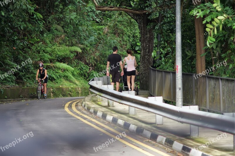 Road Tree Transportation System Nature Park