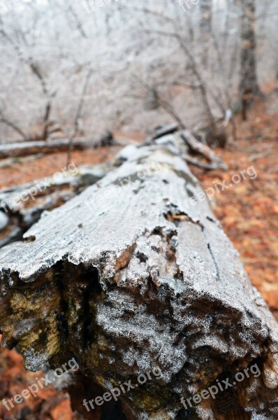 Nature Tree Wood Outdoors Winter