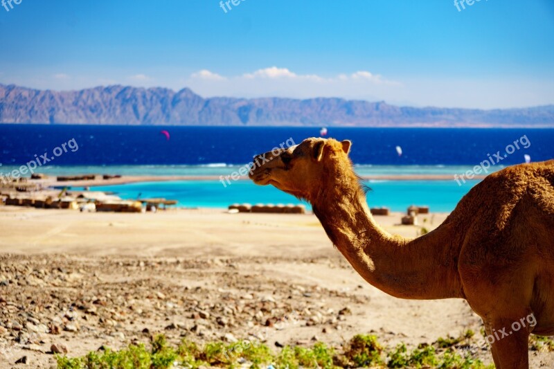 Travel Camel Sand Sky Nature