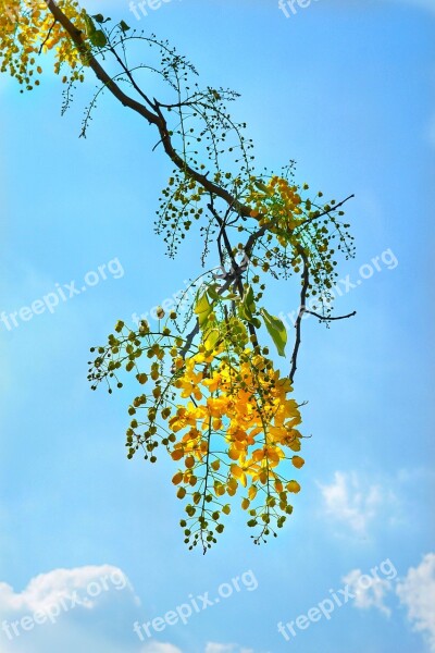 Cassia Fistula Golden Rain Tree Yellow Flower National Flower Of Thailand