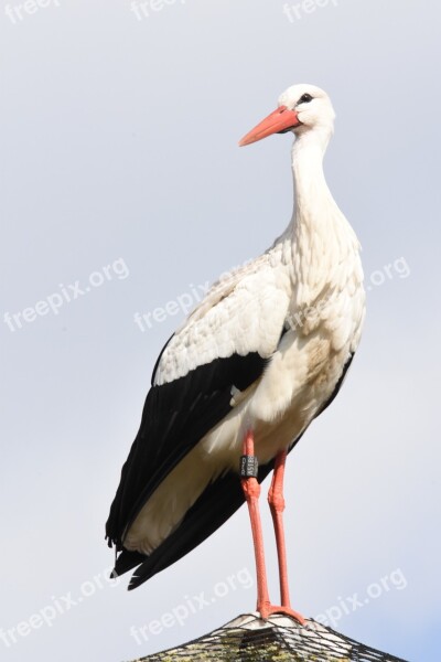 Birds Wildlife Nature Animal Kingdom Babu