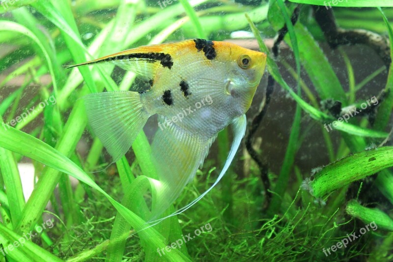 Pterophyllum Scalare Sunfish Fish Nature Immersed