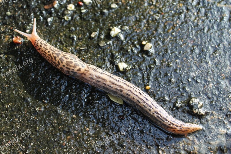 Limax Maximus Slug Nature Invertebrates Shellfish