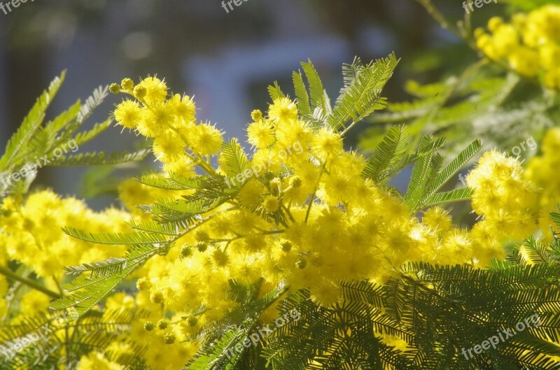 Mimosa Flowers Yellow 8 March Yellow Flower