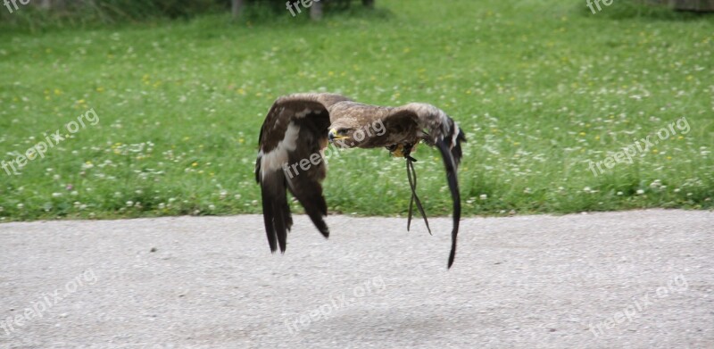 Animal Nature Animal World Grass Adler