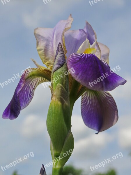 Bearded Iris Iris Flower Nature Plant