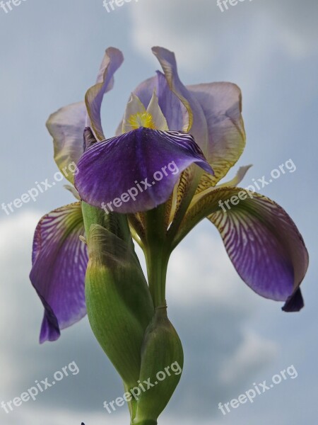 High Beard Iris Iris Flower Nature Plant