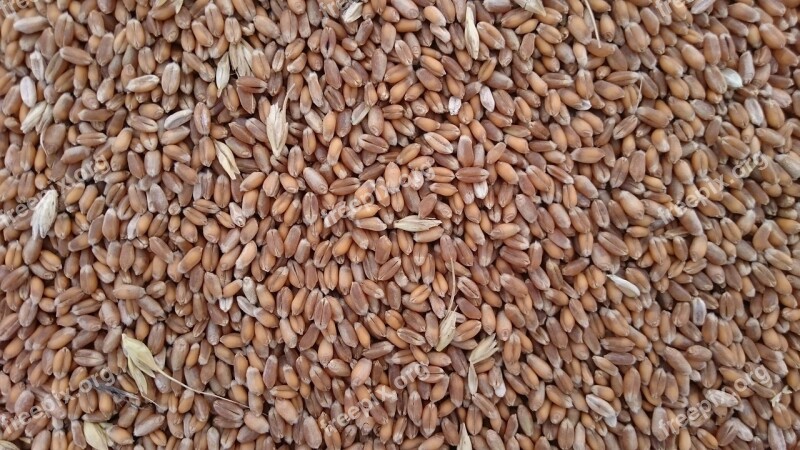 Seed Dietetic Harvest Lot Cereal