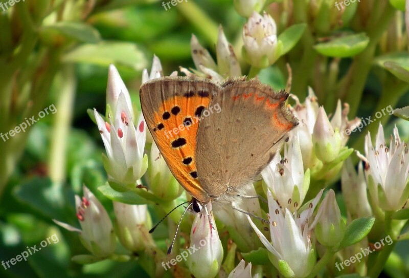 Nature Flower Summer Butterfly Day Free Photos