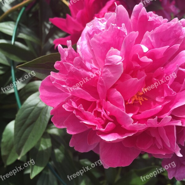 Flower Flora Peony Nature Leaf