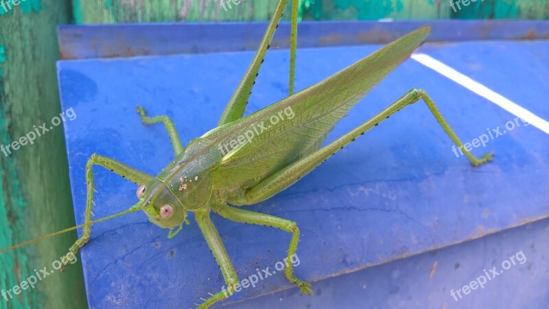 Nature Grasshopper Outdoors No One Insect