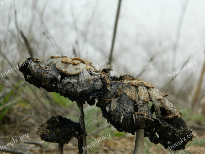 Nature Hunger Wood-fibre Boards Free Photos