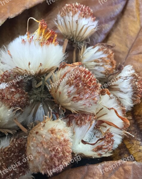 Dried Flowers Petals Dry Dried Fruits Autumn Dry