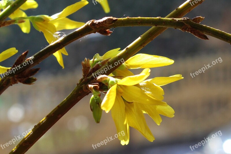 Forsycje Spring March Nature Plant