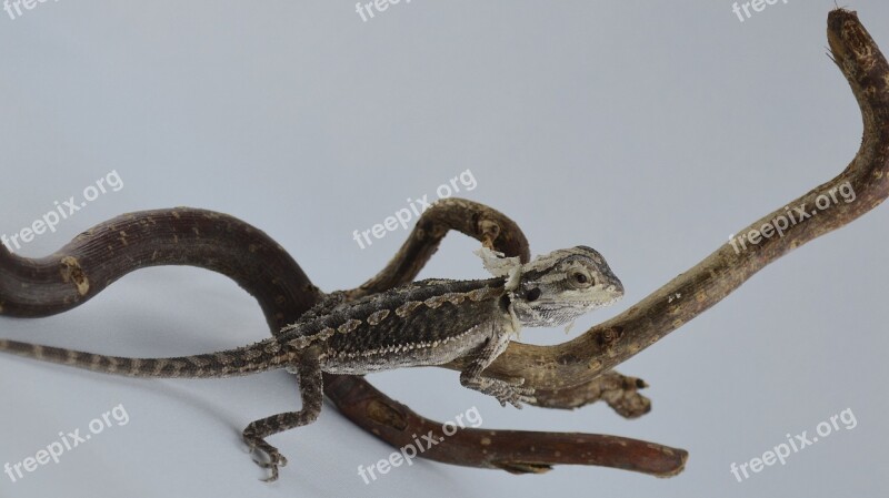 Bearded Dragon Lizard Agame Reptile Amphibian